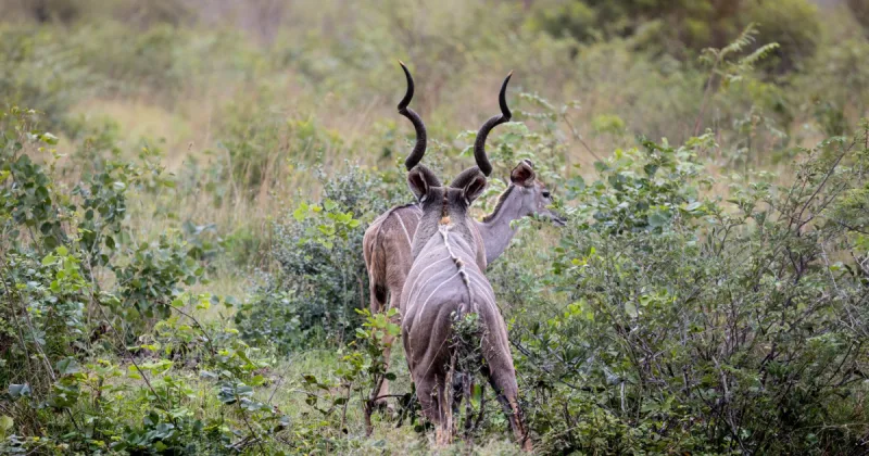 kani kudu