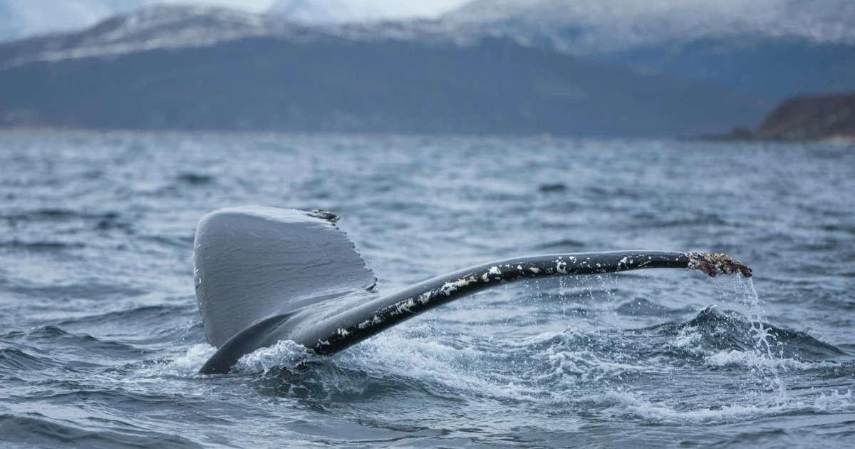 whalefall filmi, austin abrams, brian duffield, sinema fragmanı, bilim kurgu filmi, deniz gerilimi