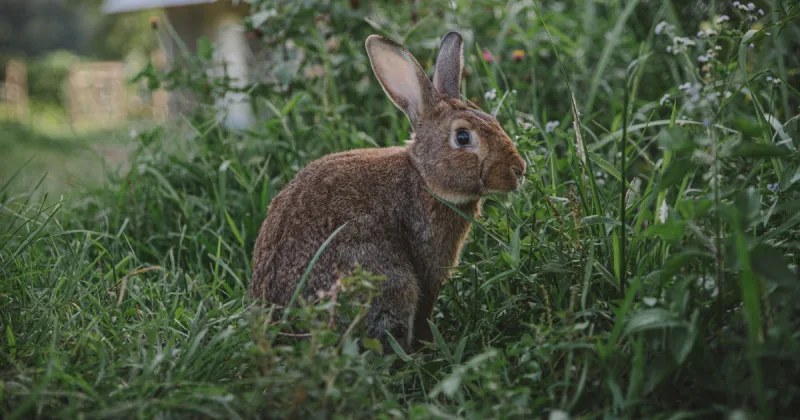 bad bunny