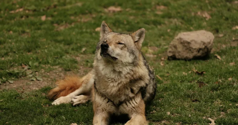 BBC, Doctor Who dizisini durdurdu ve yapım şirketi Bad Wolf ile ortaklığını sonlandırdı