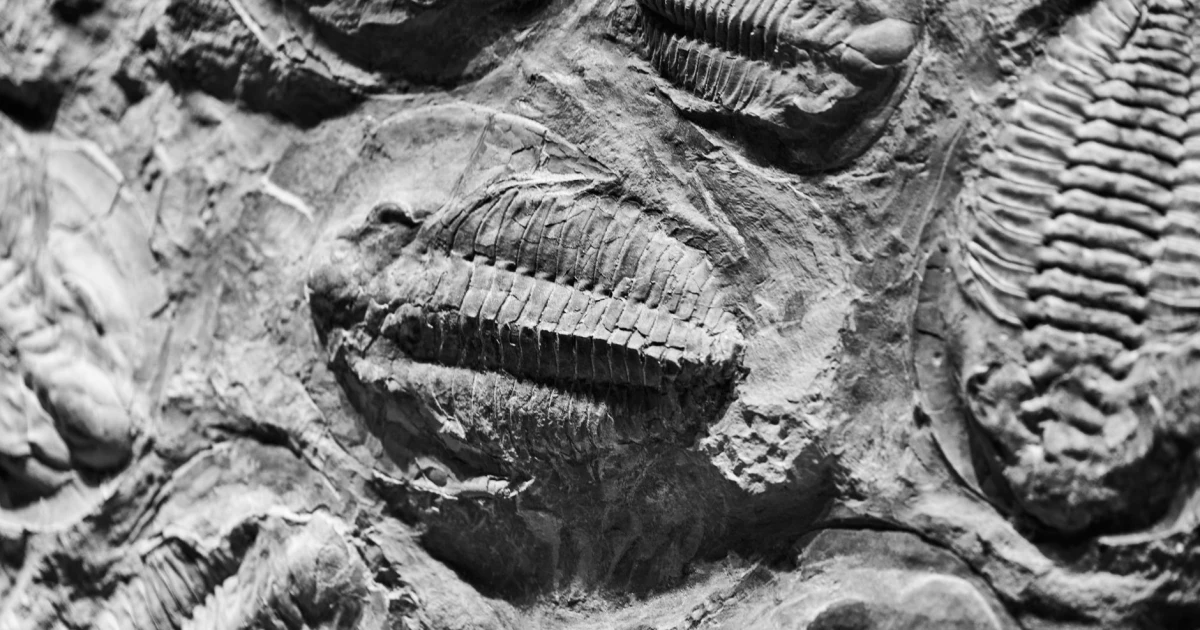 balina, derin deniz, paleontoloji, okyanus, bilim, keşif, fosil