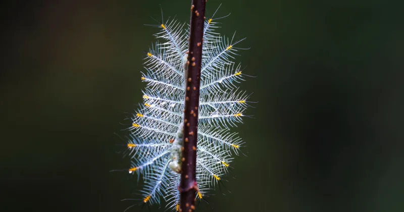 screw worm