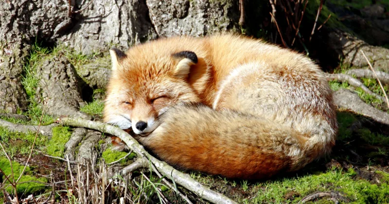 Fox, Roku'yu 22 milyar dolara satın almak için anlaşma imzaladı