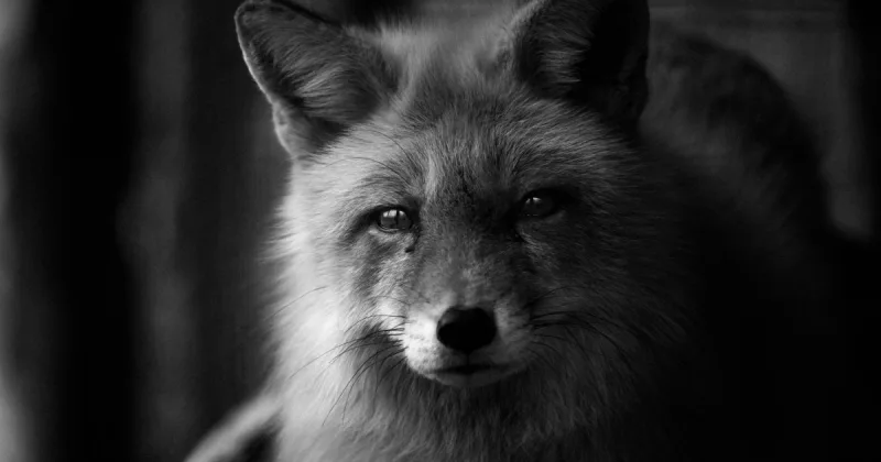 Fox, Roku'yu satın alarak ABD'nin üçüncü büyük televizyon oyuncusu olmaya hazırlanıyor