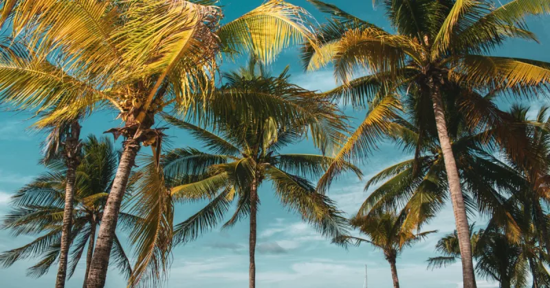 jamaica