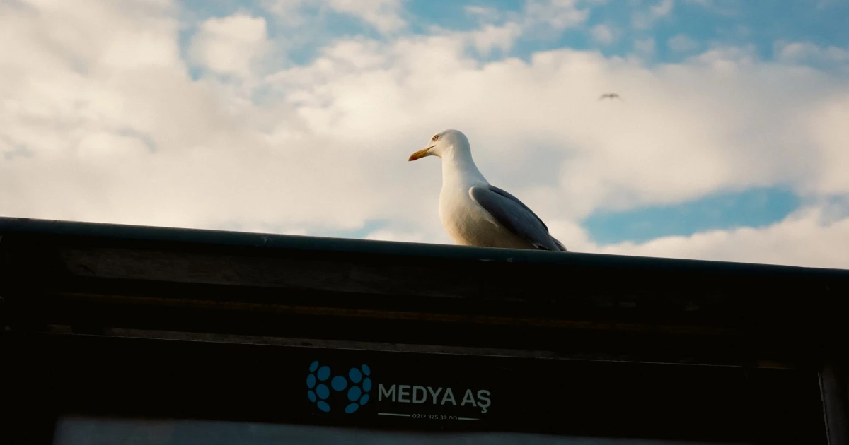kanada, sosyal medya, yaş sınırı, çocuk güvenliği, yapay zeka, dijital düzenleme