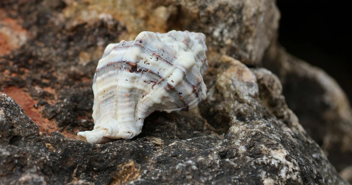 shell