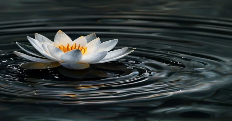 the white lotus