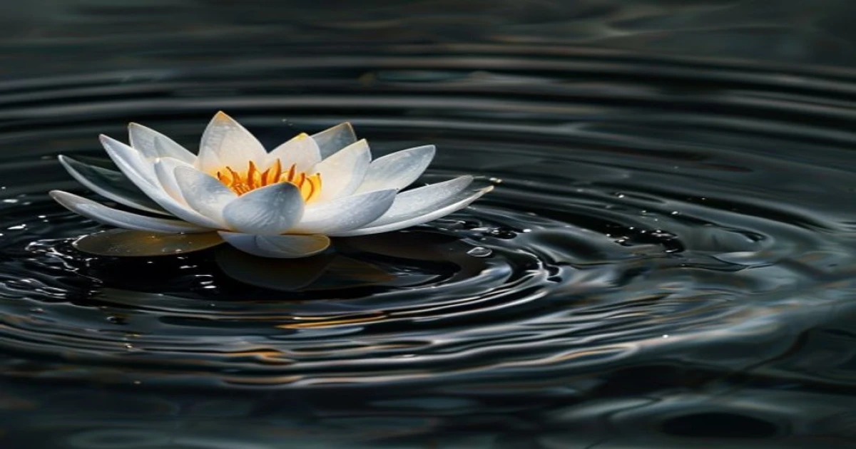 the white lotus