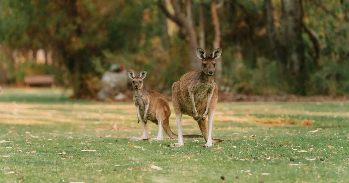 australien – türkei