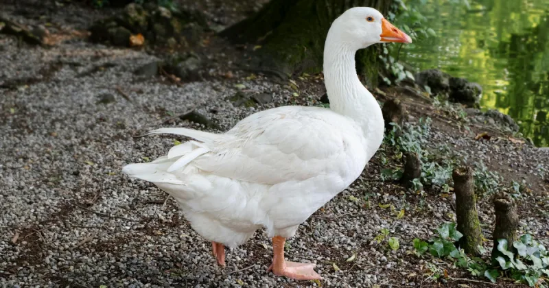 Untitled Goose Game'in Yaratıcıları Yeni Oyun Big Walk'ı Duyurdu