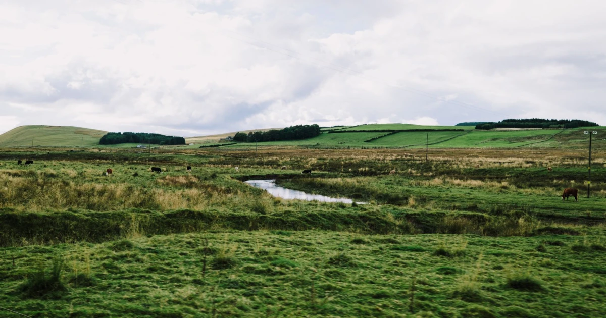 falkland