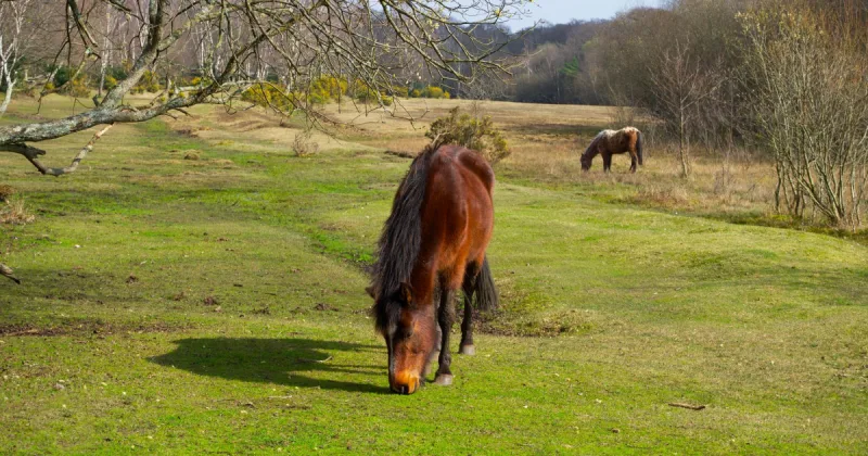 Child in Critical Condition After Being Kicked by Pony at New Forest Campsite