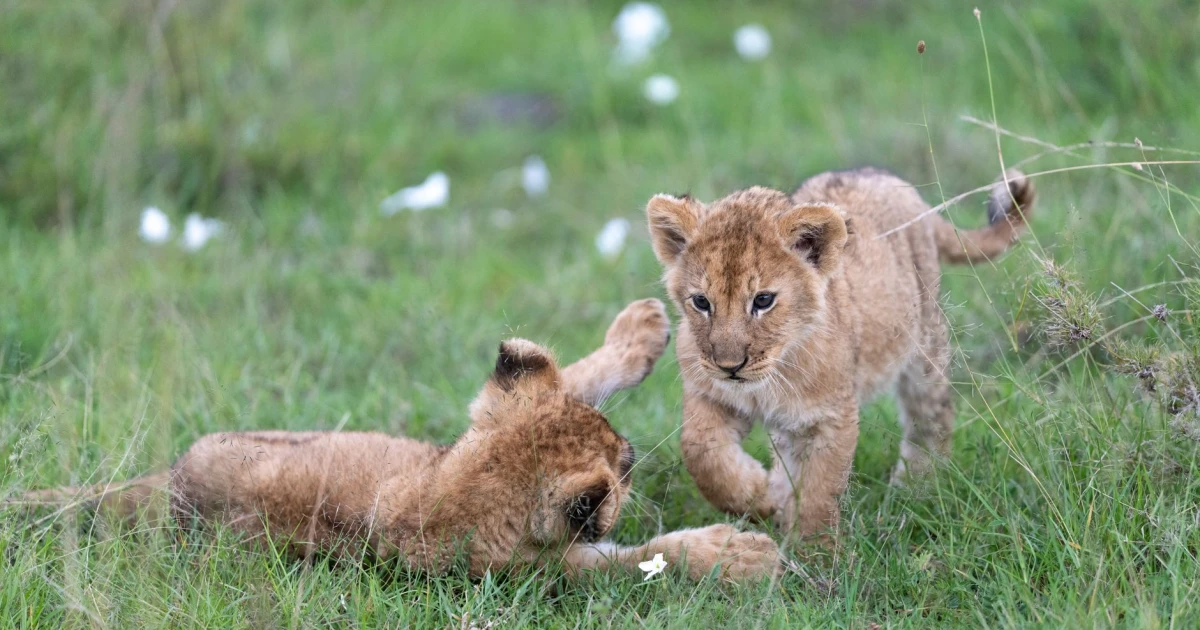 cubs