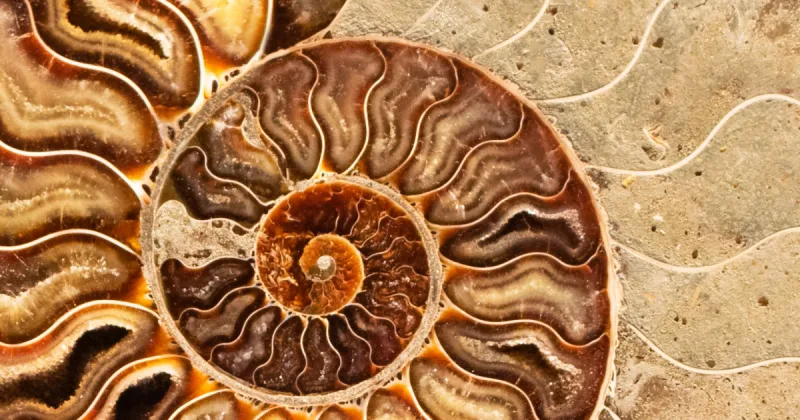 Paleontologlar Antik Yaşam Patlamasının Nedenini Açıkladı
